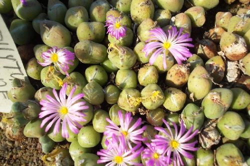 conophytum chauviniae